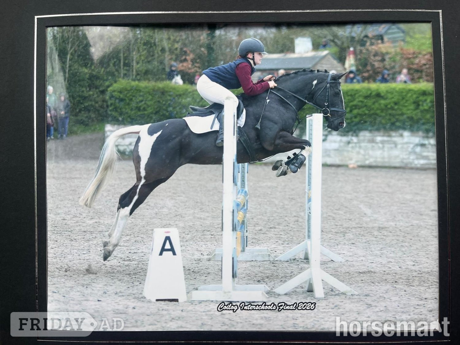 Tipperary "Indy" Coloured Mare All Rounder