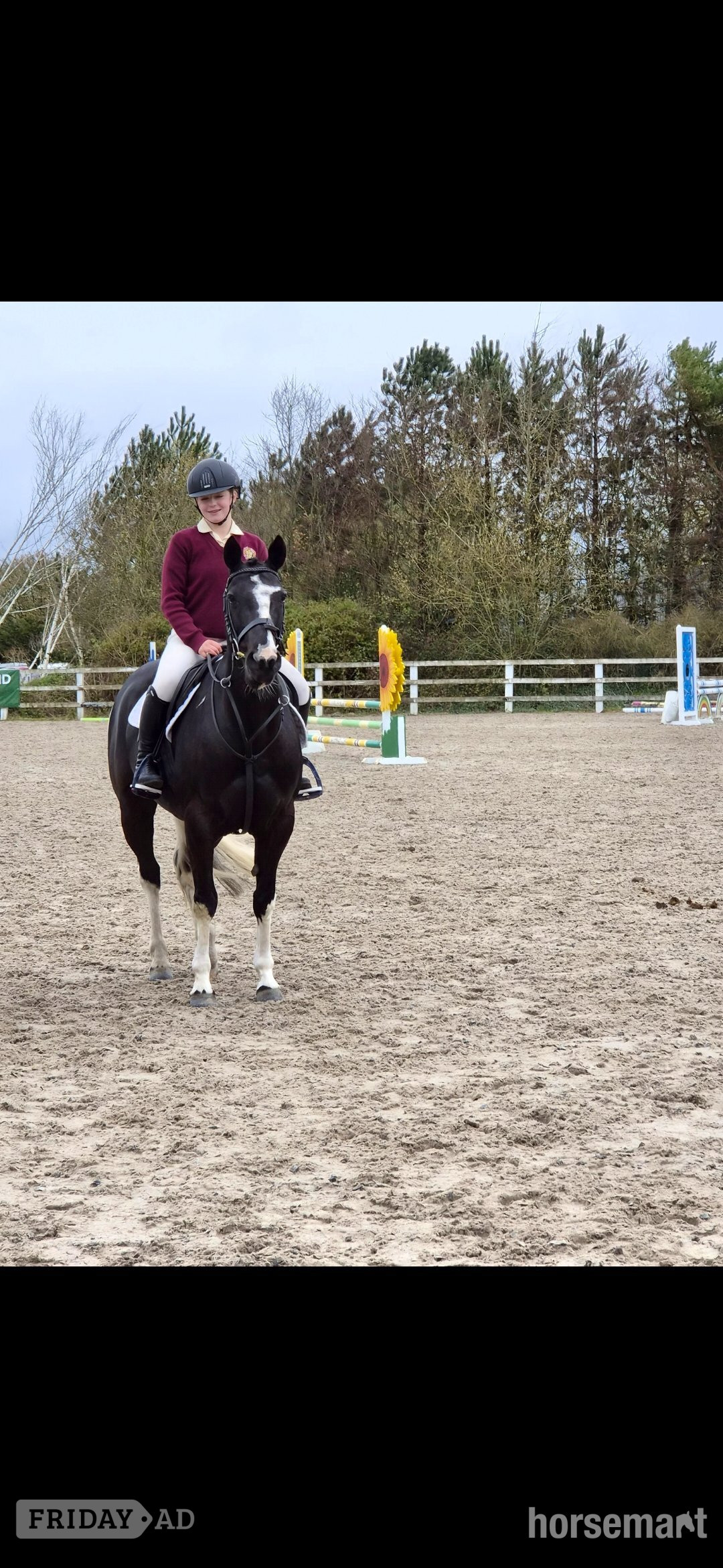 "Indy" Coloured Mare All Rounder - Horses in Tipperary