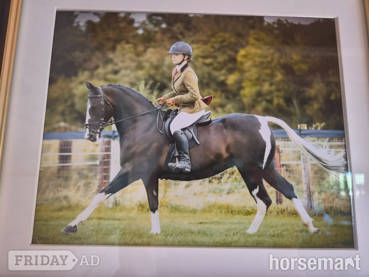 "Indy" Coloured Mare All Rounder - Horses