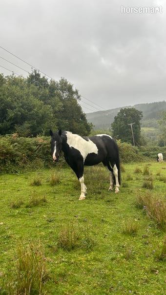 "Bella" Piebald Mare Happy Hacker