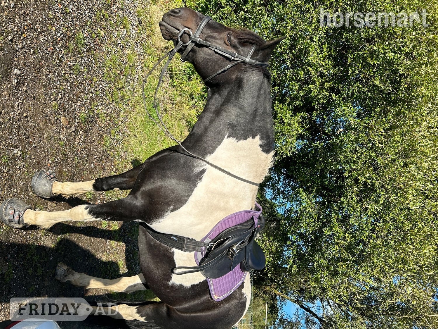 "Bella" Piebald Mare Happy Hacker