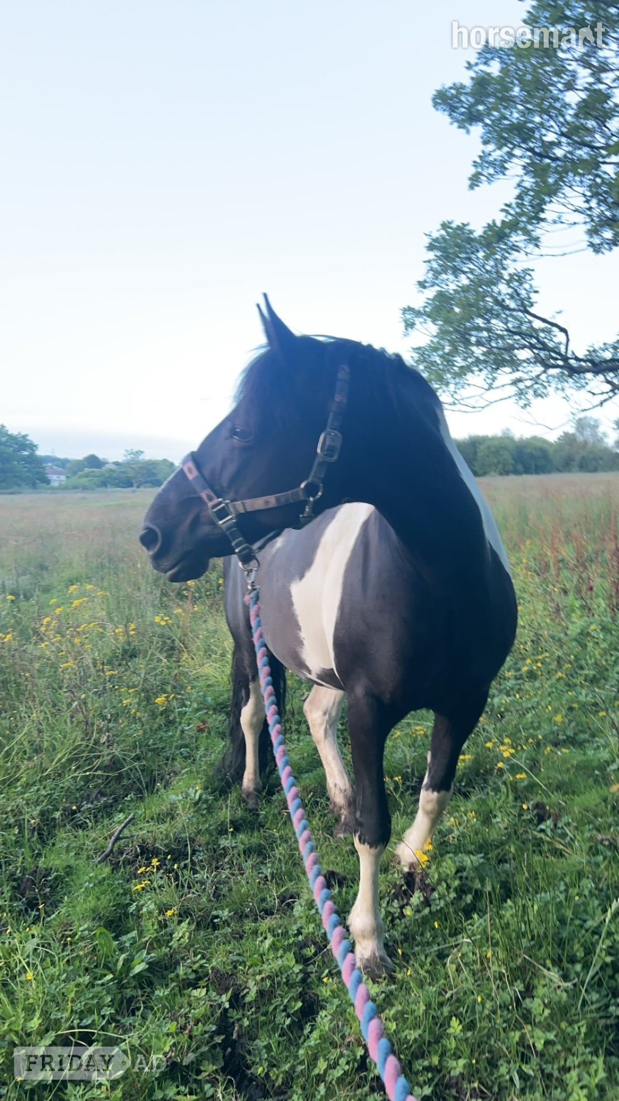 Swansea "Bella" Piebald Mare Happy Hacker