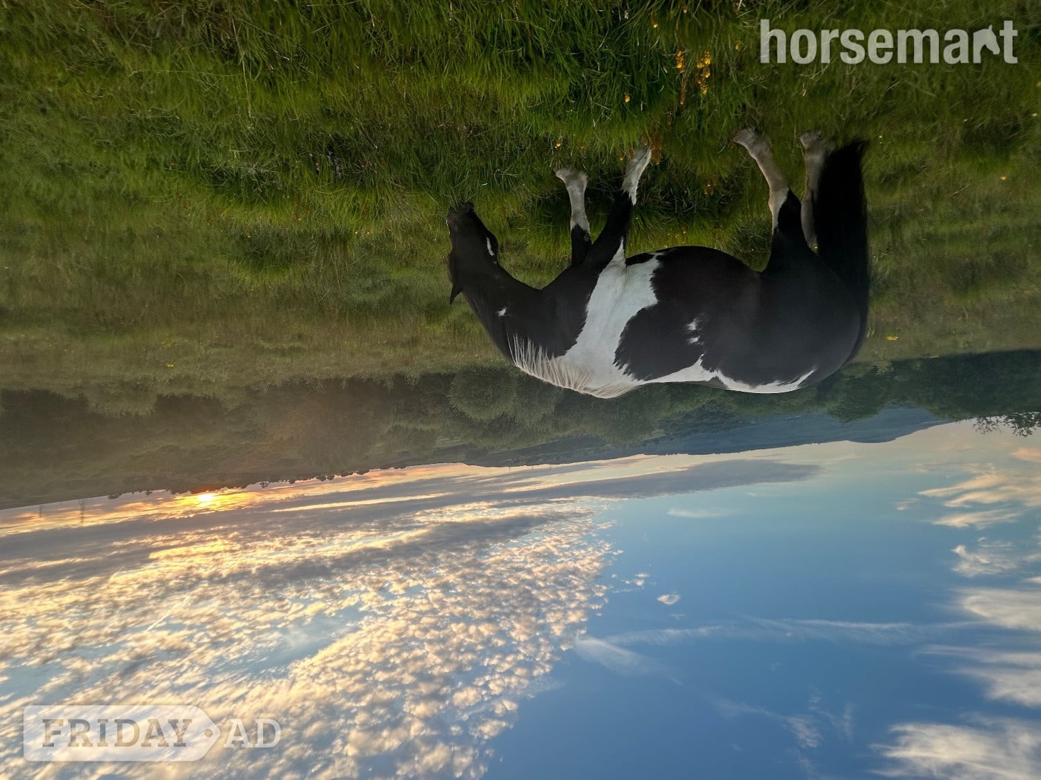 "Bella" Piebald Mare Happy Hacker - Horses in Swansea