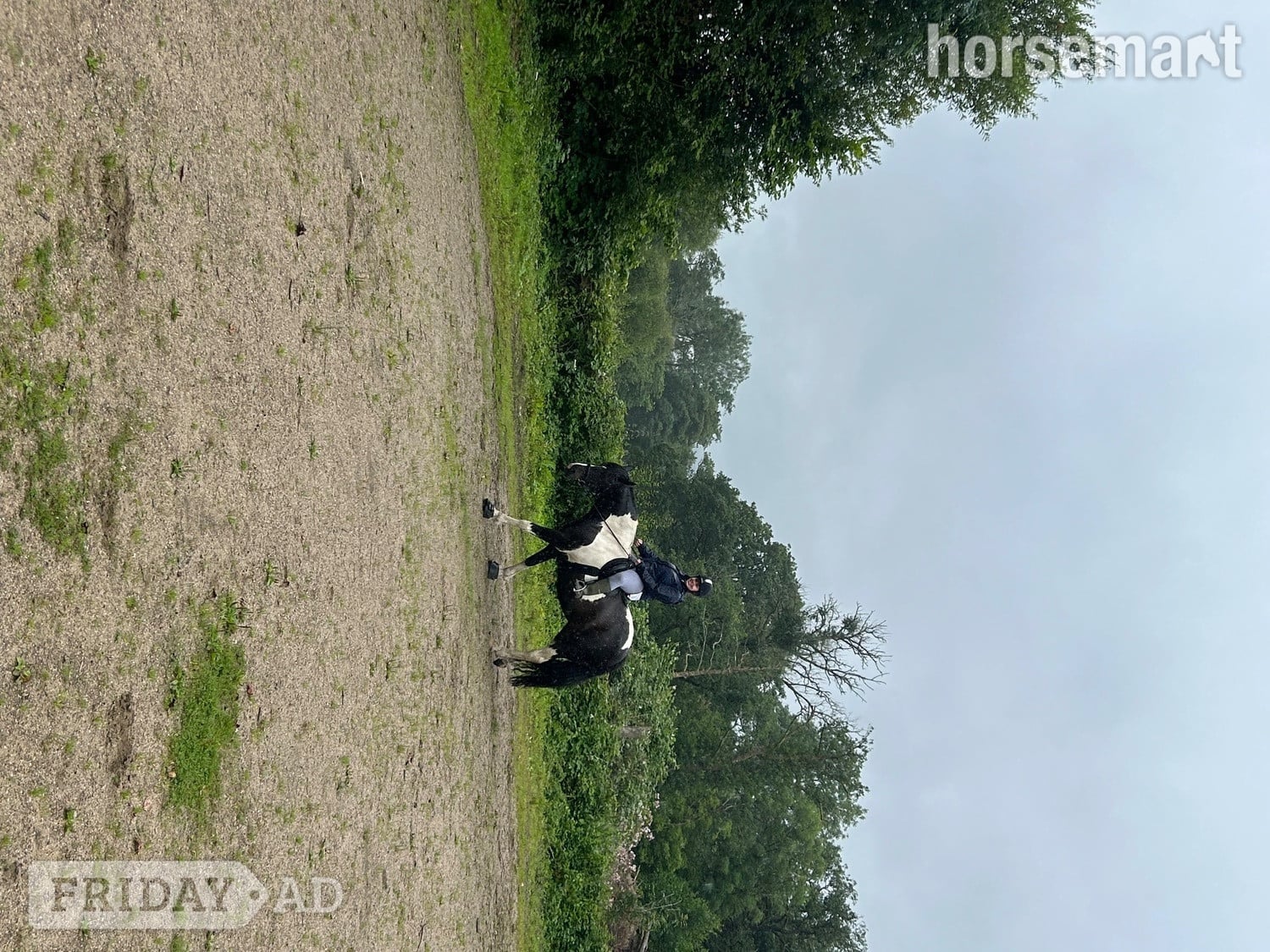 "Bella" Piebald Mare Happy Hacker - Horses