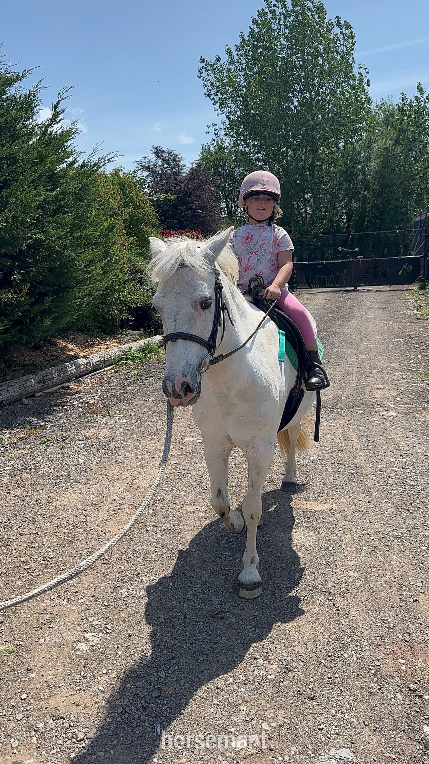 "Rueben" White Gelding All Rounder - Horses in Bristol