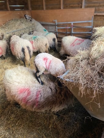 Badger face Welsh mountain sheep for sale Selection of ram lambs 
