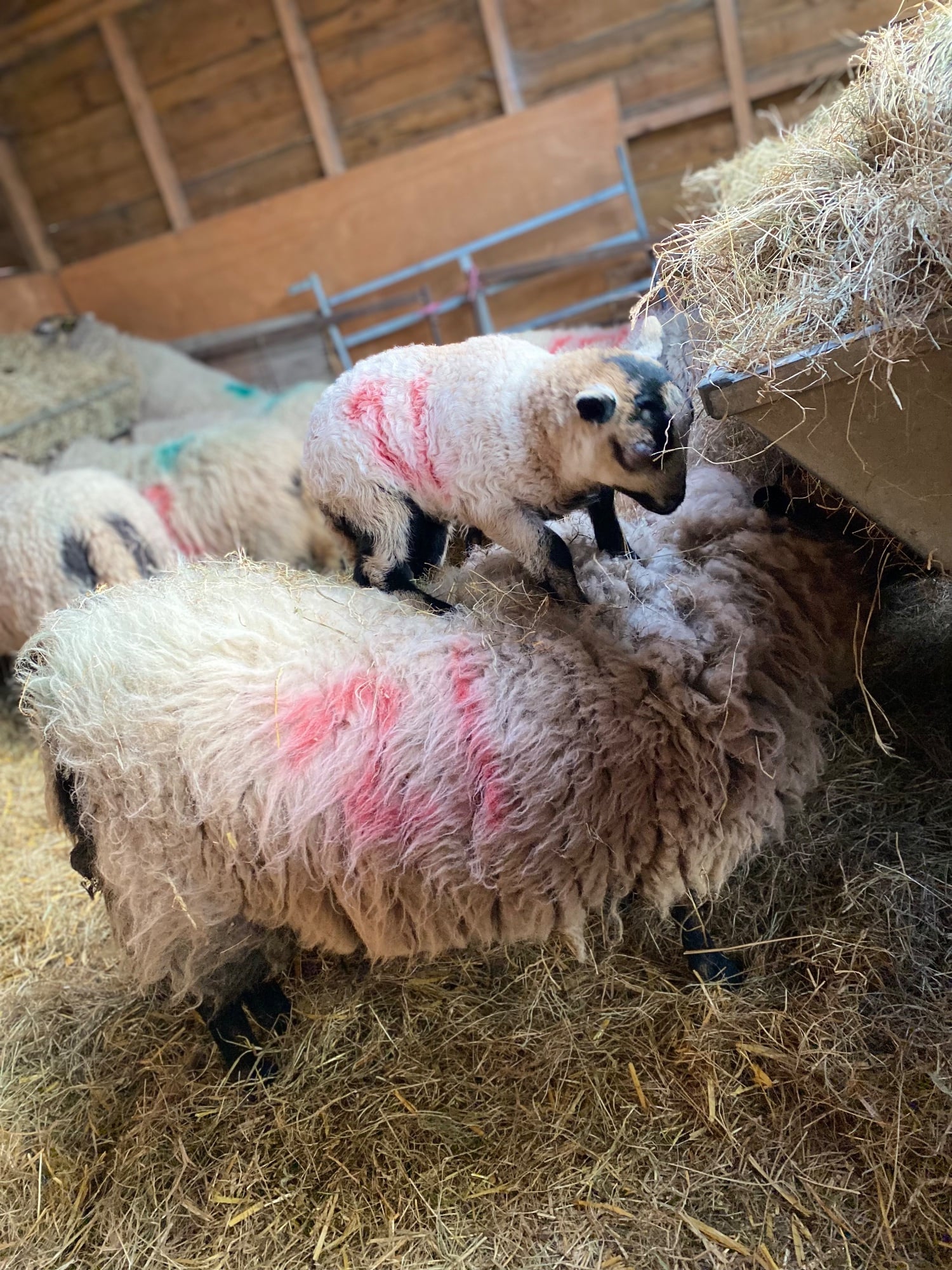Whitchurch Badger face Welsh mountain sheep for sale Selection of ram lambs 