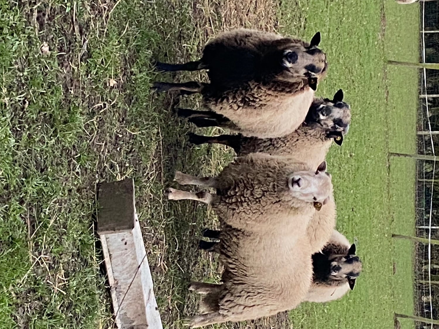 Badger face Welsh mountain sheep for sale Selection of ram lambs  - Livestock in Whitchurch
