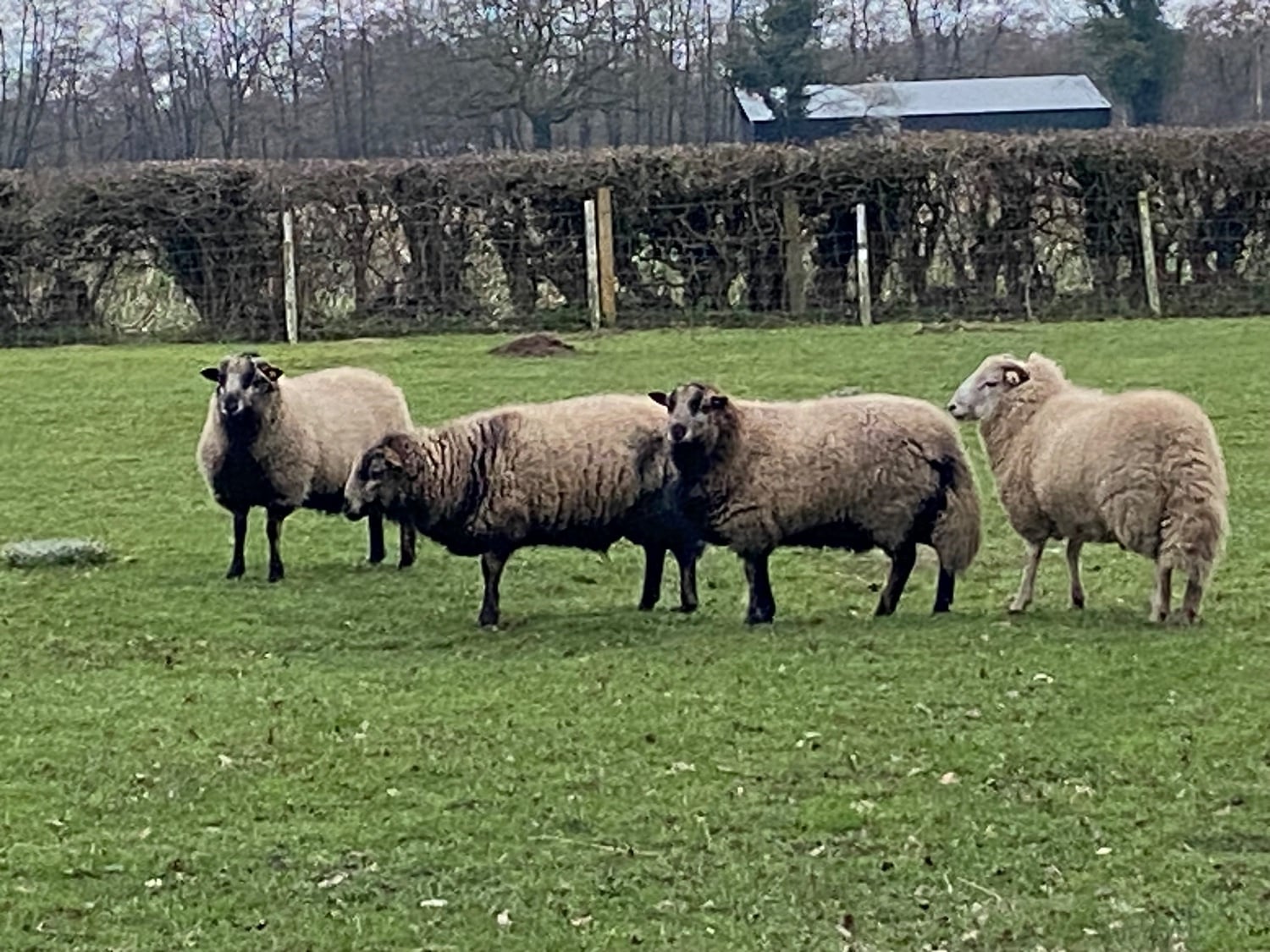 Badger face Welsh mountain sheep for sale Selection of ram lambs  - Livestock