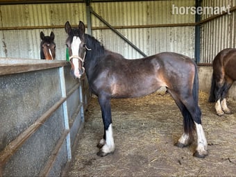 "Nancy" Bay Filly Youngstock / Foal