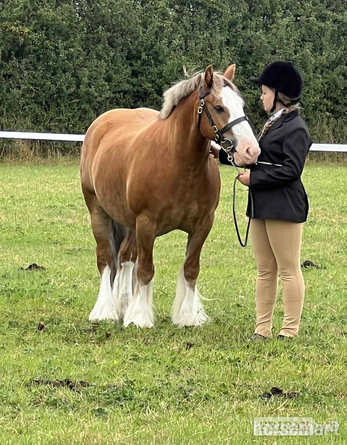 "Hugo" Chestnut Gelding All Rounder - Horses