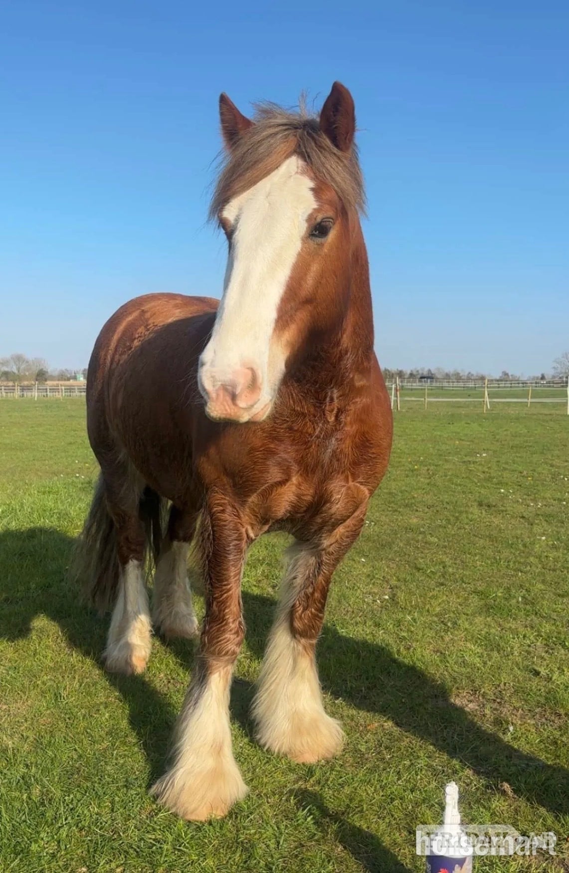 "Hugo" Chestnut Gelding All Rounder - Horses in Hartlepool