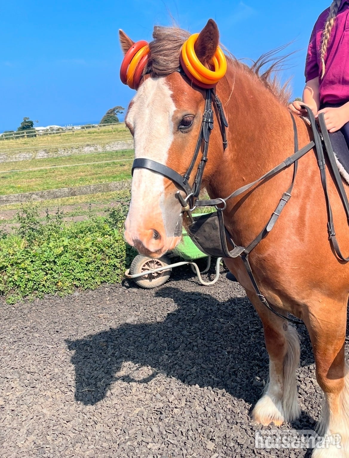 "Hugo" Chestnut Gelding All Rounder