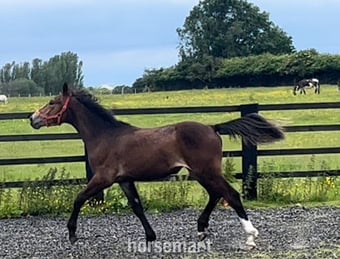 ""Registered Irish Draught Exceptionally Well Bred " Bay Filly Young Sport Horse