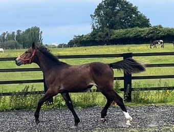 ""Registered Irish Draught Exceptionally Well Bred " Bay Filly Young Sport Horse