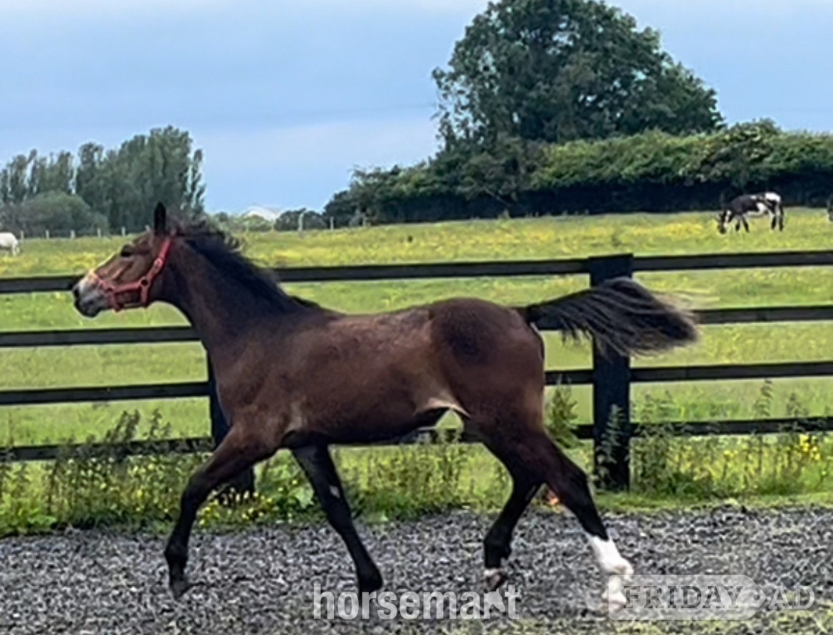 ""Registered Irish Draught Exceptionally Well Bred " Bay Filly Young Sport Horse in Leeds