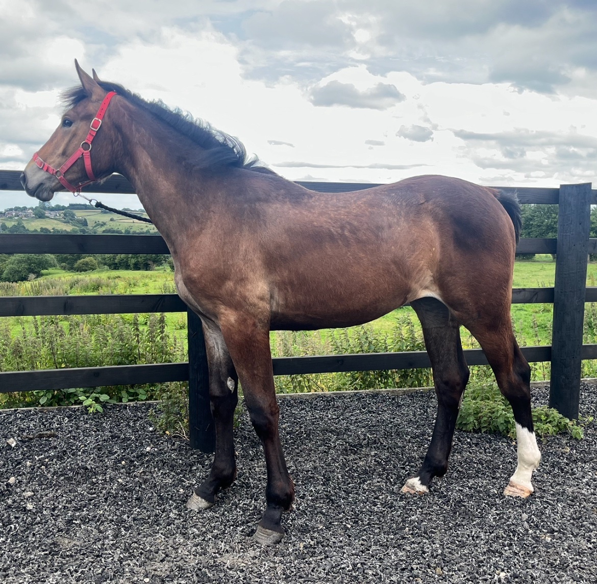 ""Registered Irish Draught Exceptionally Well Bred " Bay Filly Young Sport Horse