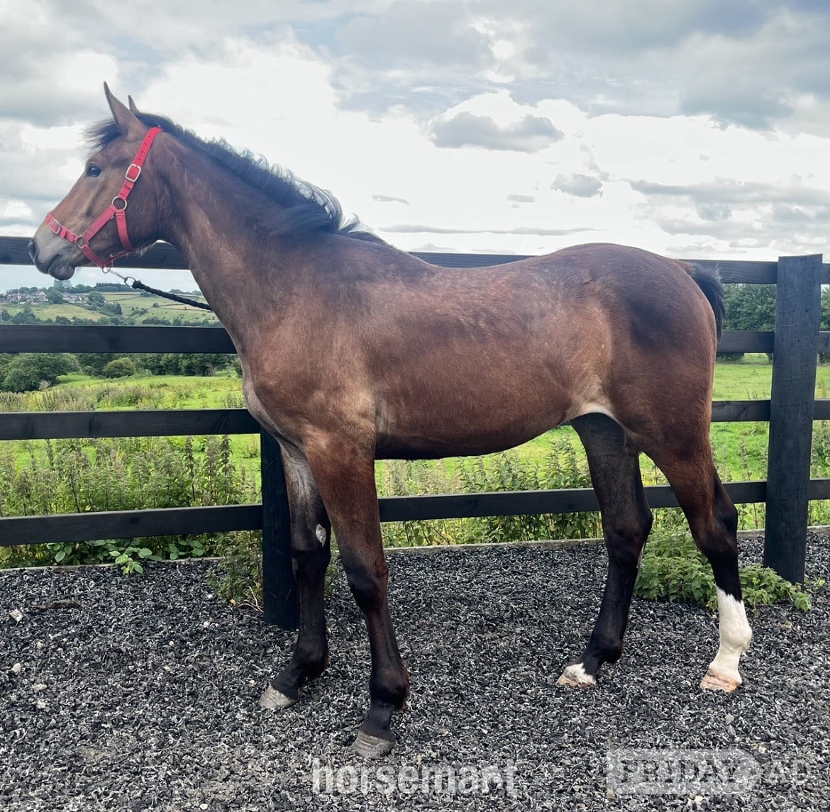 ""Registered Irish Draught Exceptionally Well Bred " Bay Filly Young Sport Horse