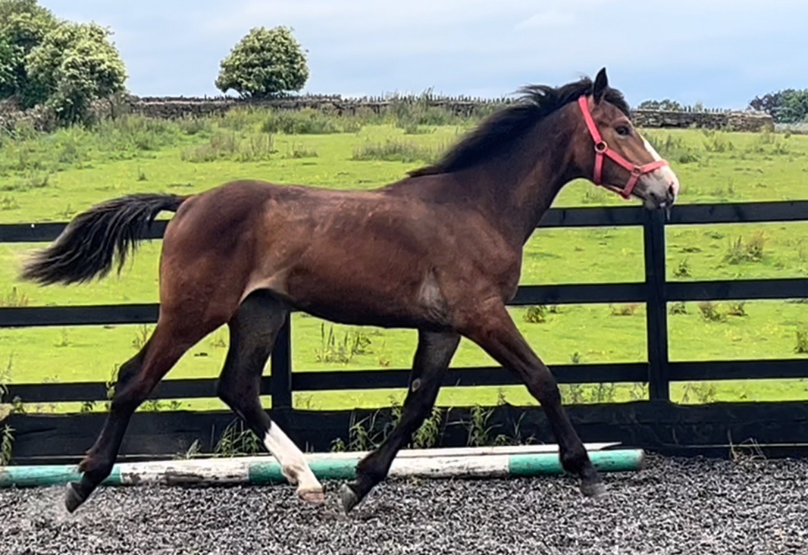 Leeds ""Registered Irish Draught Exceptionally Well Bred " Bay Filly Young Sport Horse