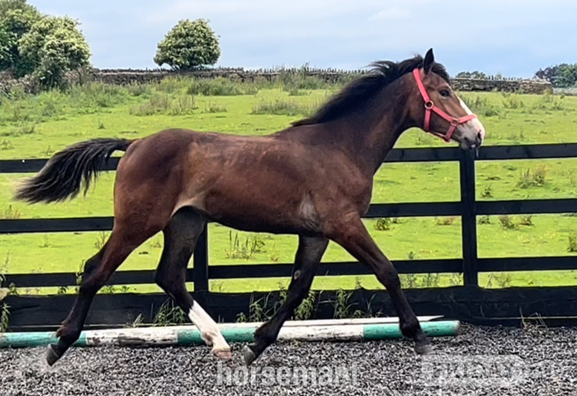 Leeds ""Registered Irish Draught Exceptionally Well Bred " Bay Filly Young Sport Horse
