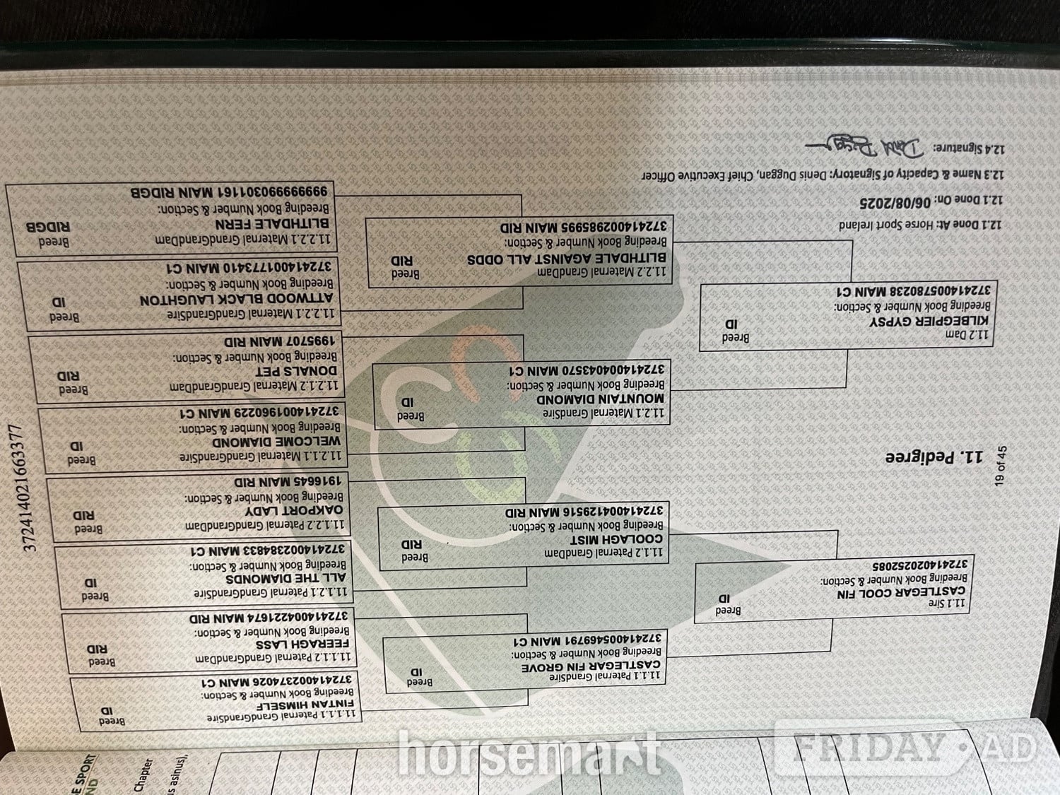 ""Registered Irish Draught Exceptionally Well Bred " Bay Filly Young Sport Horse - Horses in Leeds