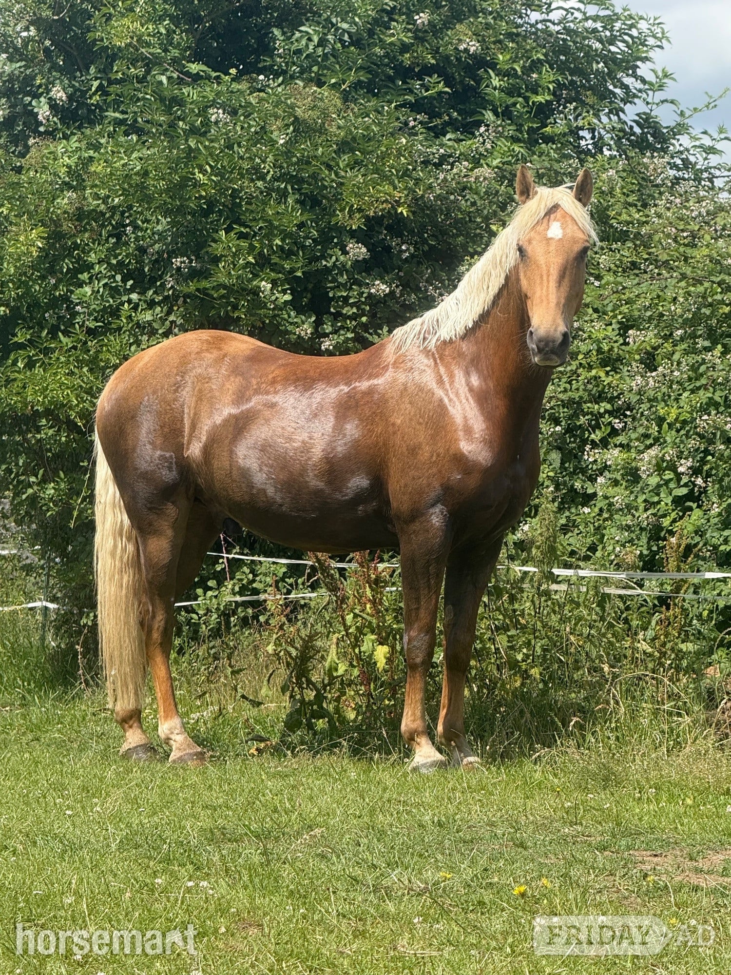 "Hugo" Palomino Gelding All Rounder in Ipswich