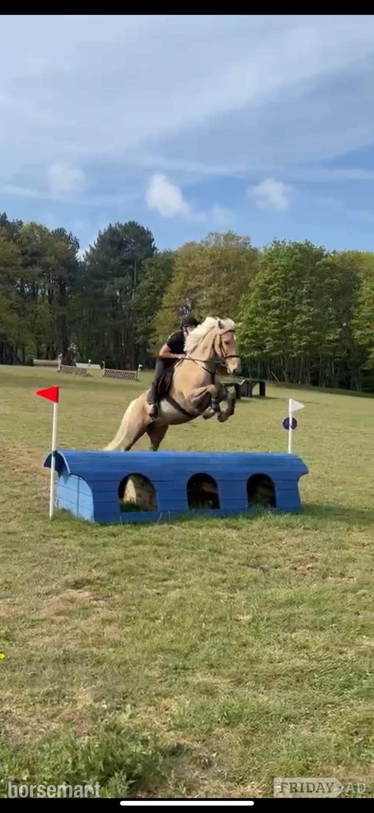 "Hugo" Palomino Gelding All Rounder