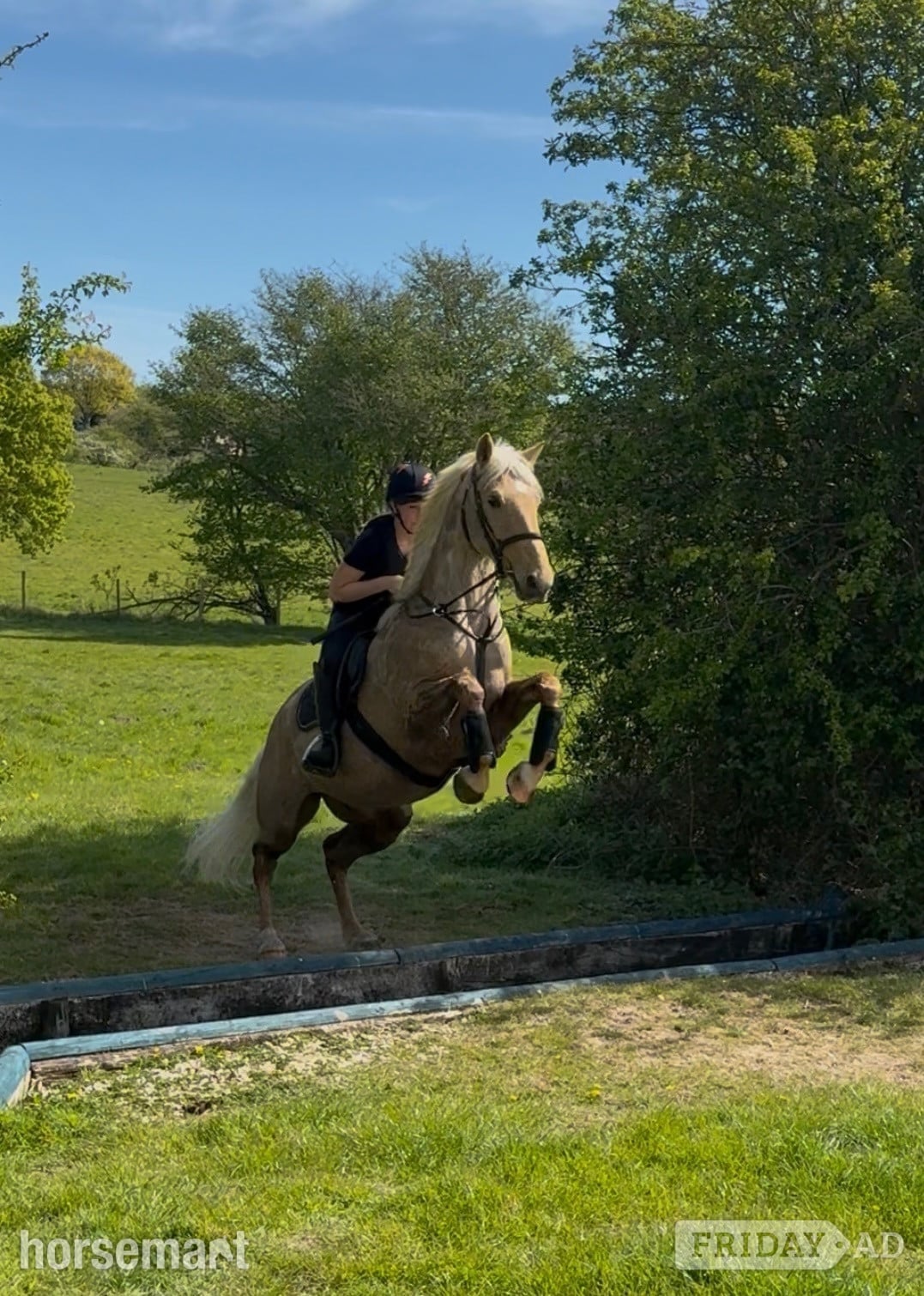 Ipswich "Hugo" Palomino Gelding All Rounder