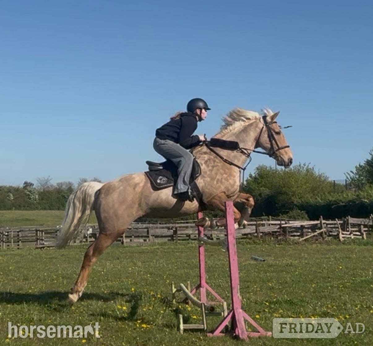 "Hugo" Palomino Gelding All Rounder - Horses in Ipswich