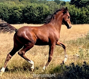 "TS Texas" Bay Colt Youngstock / Foal