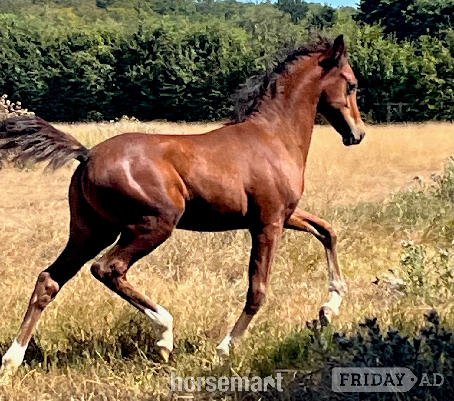 "TS Texas" Bay Colt Youngstock / Foal in Canterbury