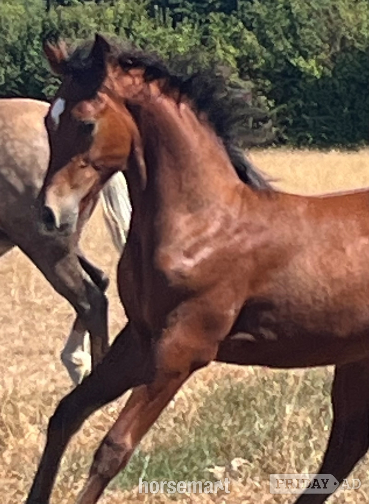 "TS Texas" Bay Colt Youngstock / Foal