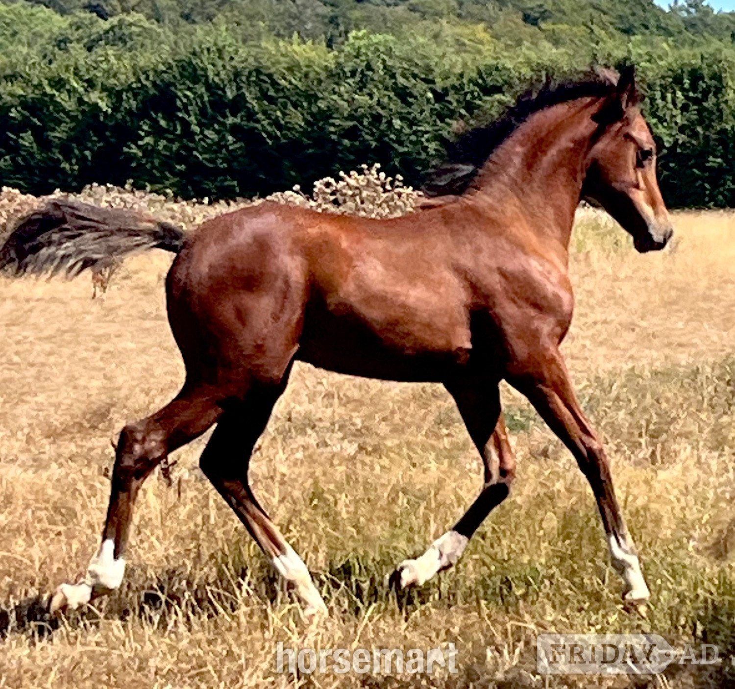 Canterbury "TS Texas" Bay Colt Youngstock / Foal