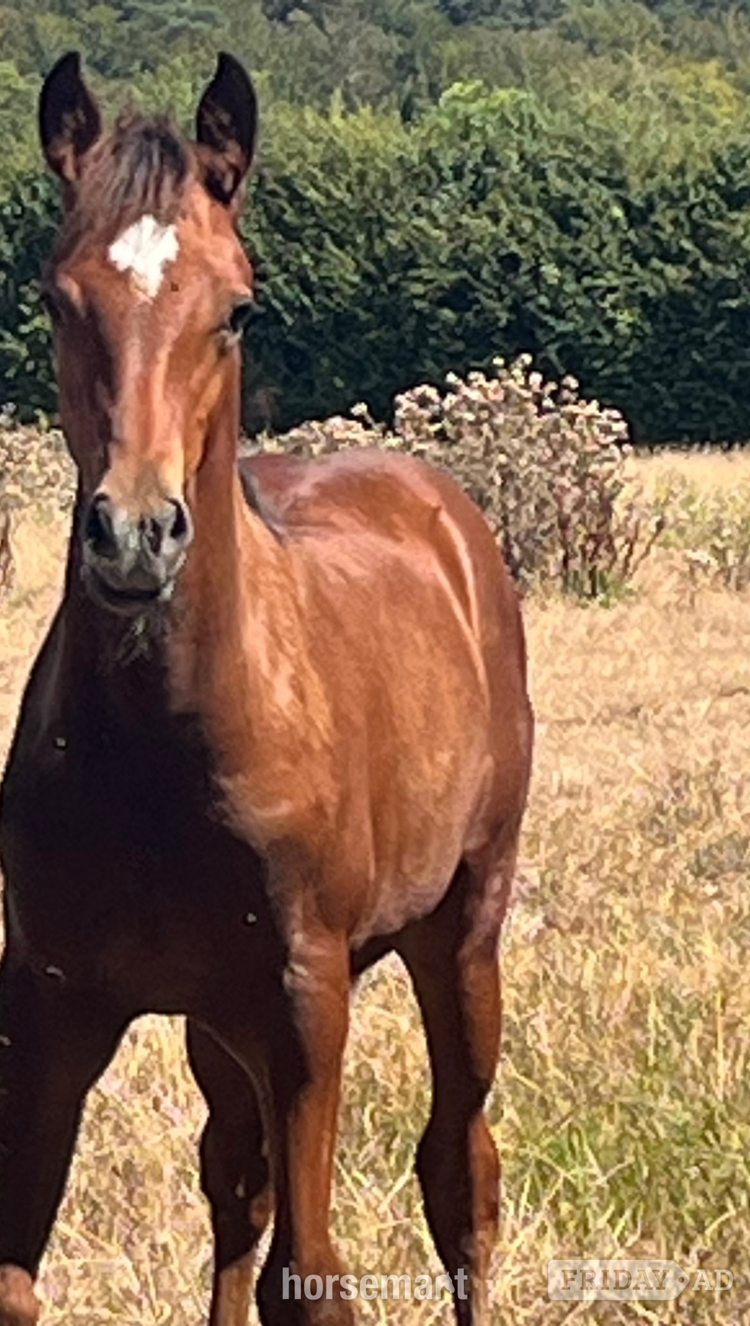 "TS Texas" Bay Colt Youngstock / Foal - Horses in Canterbury