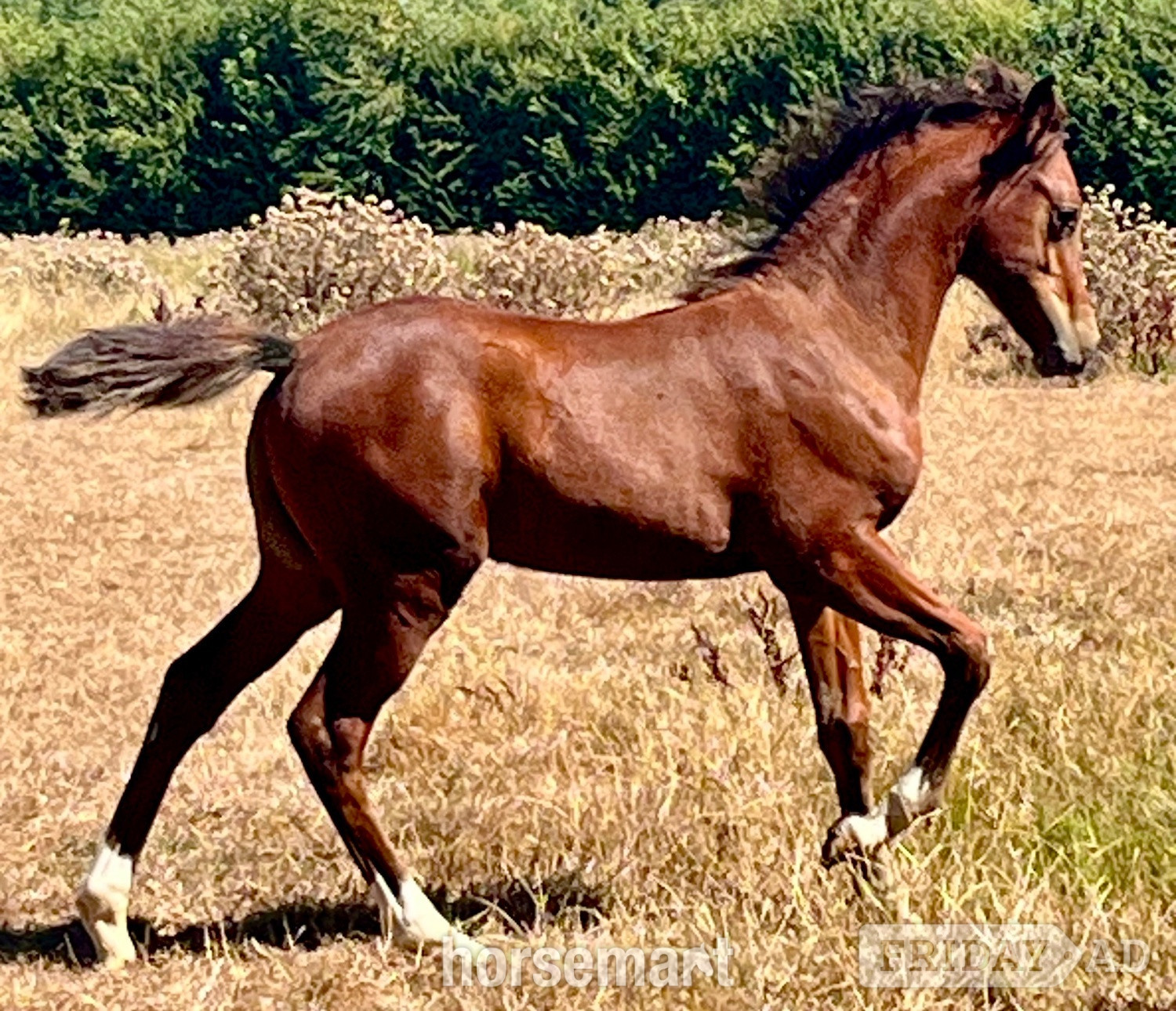 "TS Texas" Bay Colt Youngstock / Foal - Horses