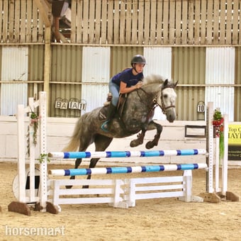 "Josie" Dapple Grey Mare All Rounder
