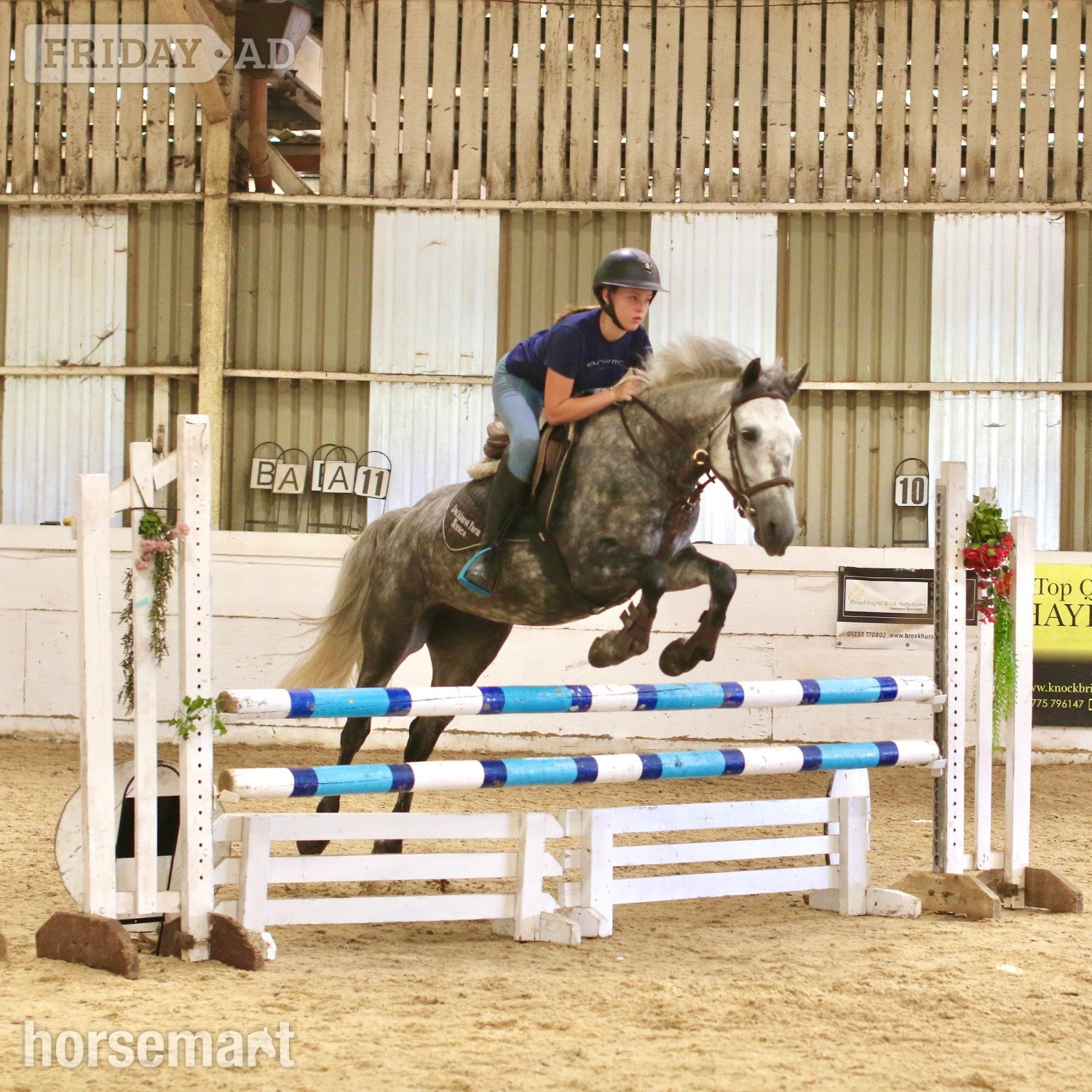 "Josie" Dapple Grey Mare All Rounder in Staplehurst