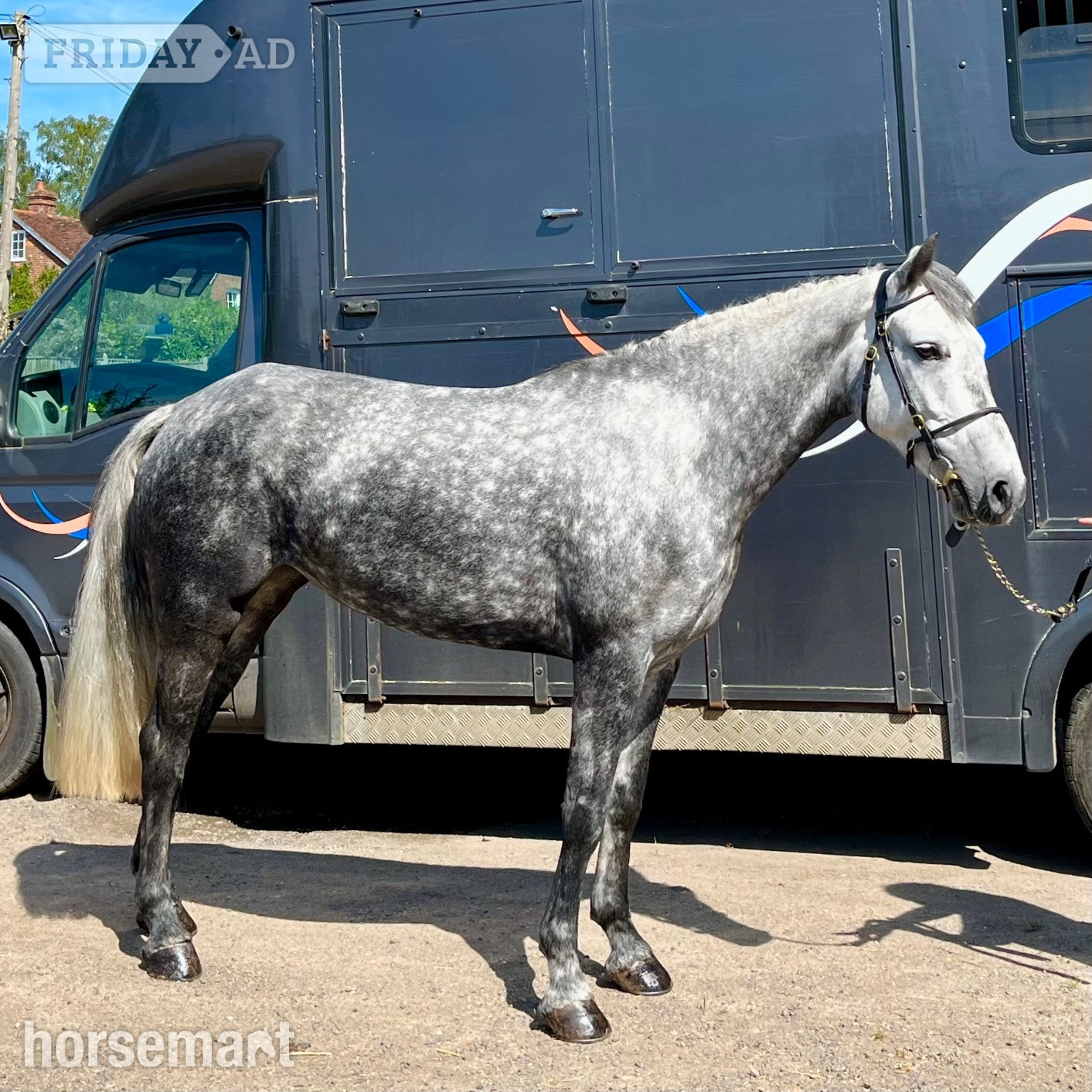 "Josie" Dapple Grey Mare All Rounder
