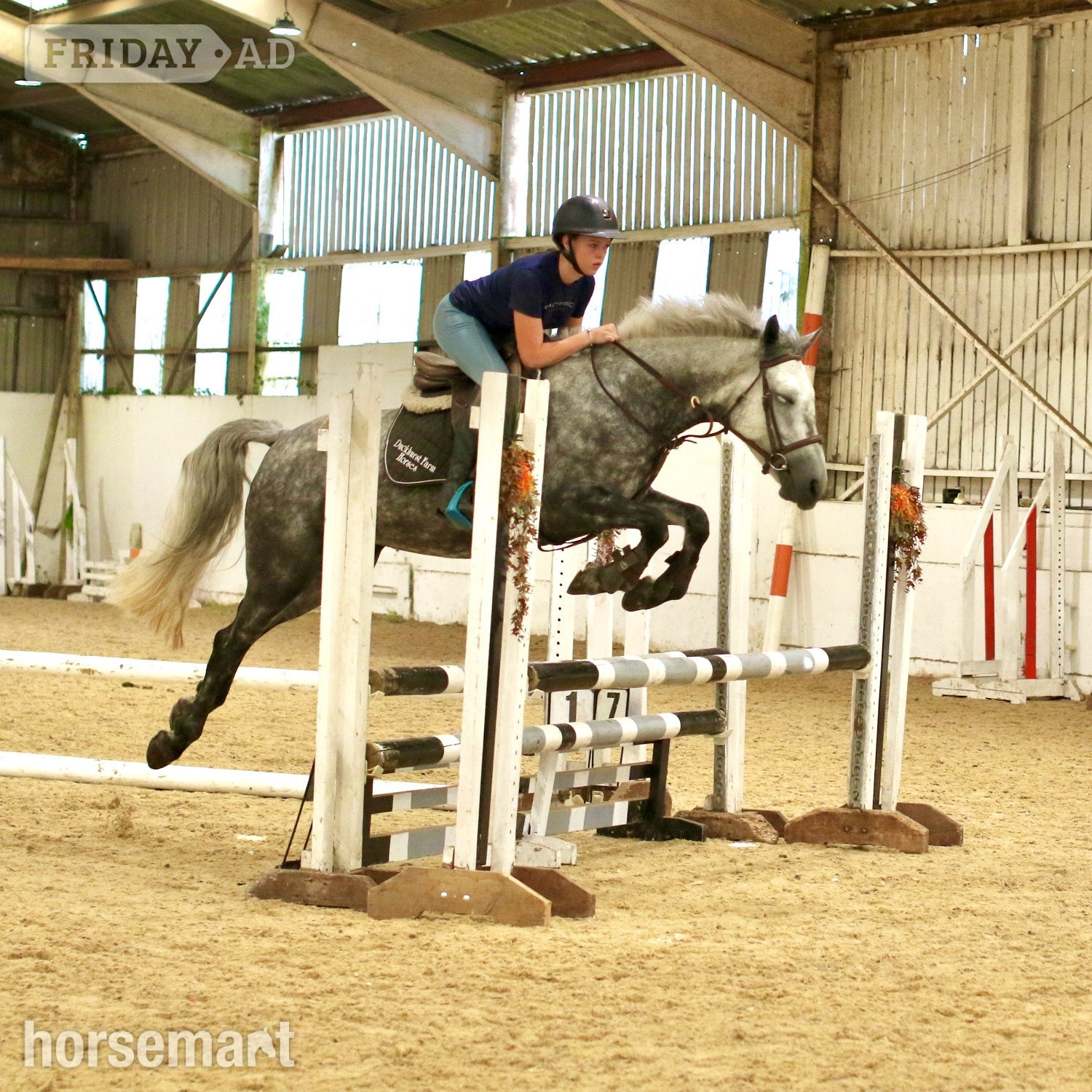 Staplehurst "Josie" Dapple Grey Mare All Rounder