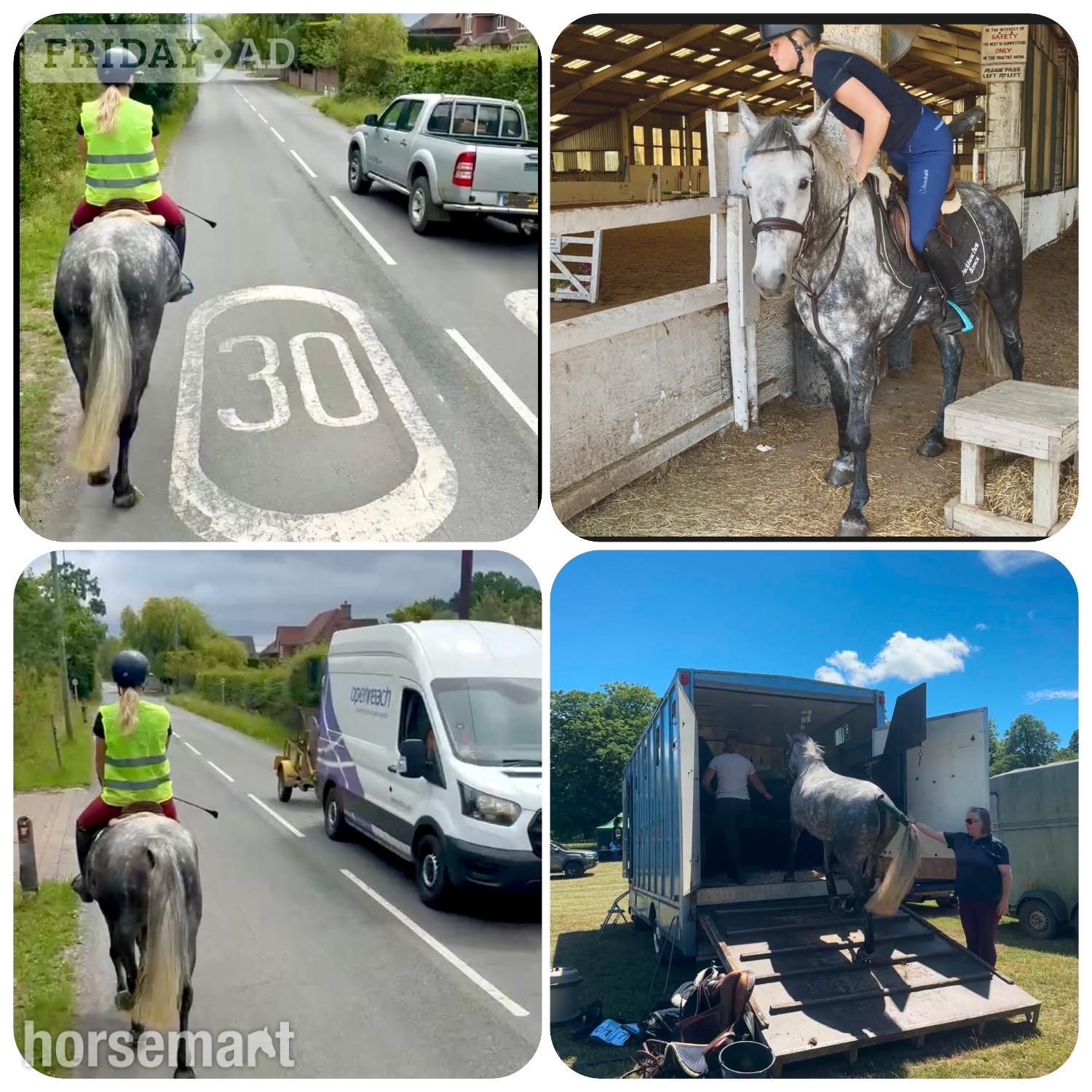 "Josie" Dapple Grey Mare All Rounder - Horses in Staplehurst