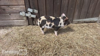 Kune kunes piglets for sale 