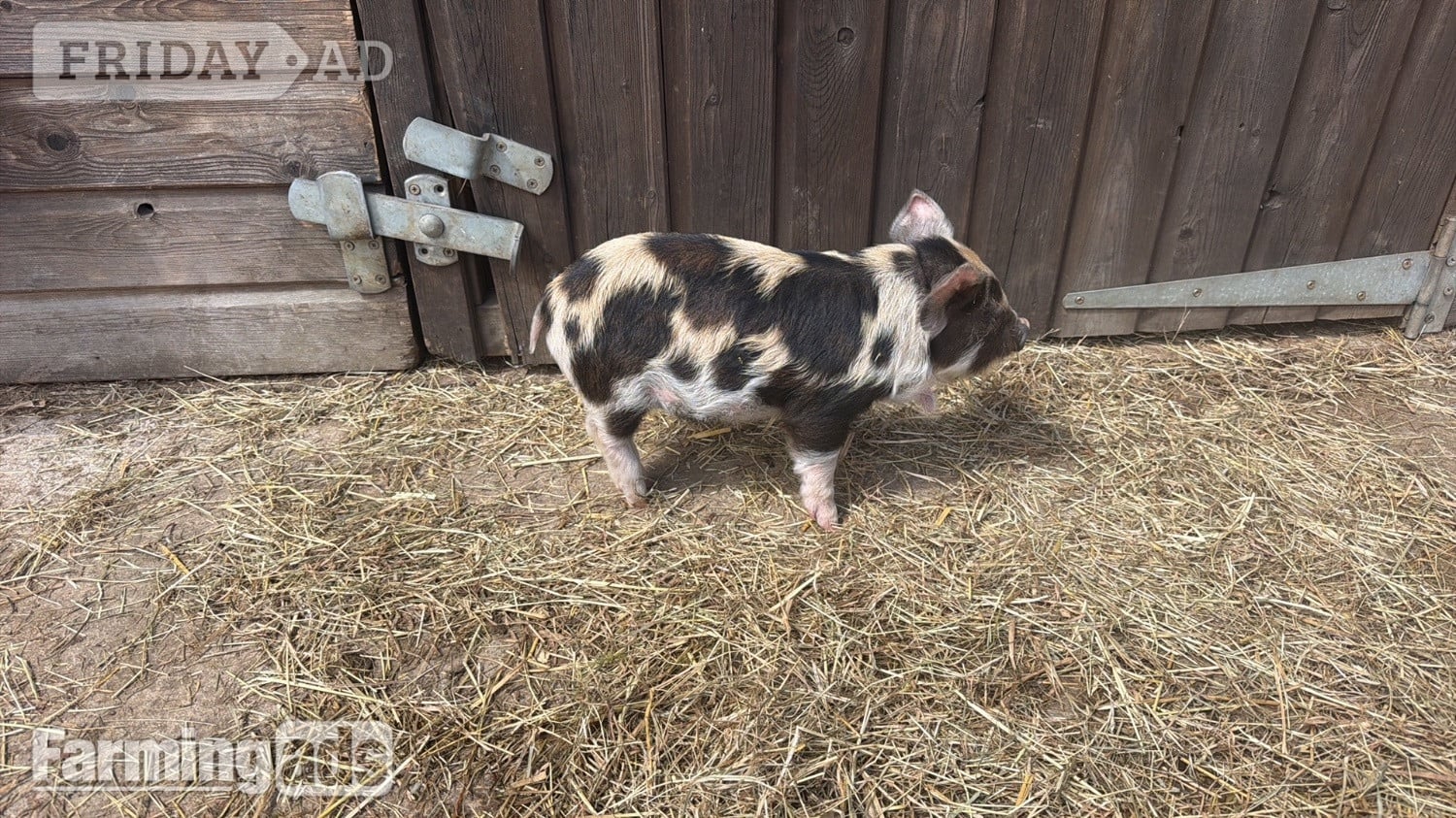 Kune kunes piglets for sale  in Stockport
