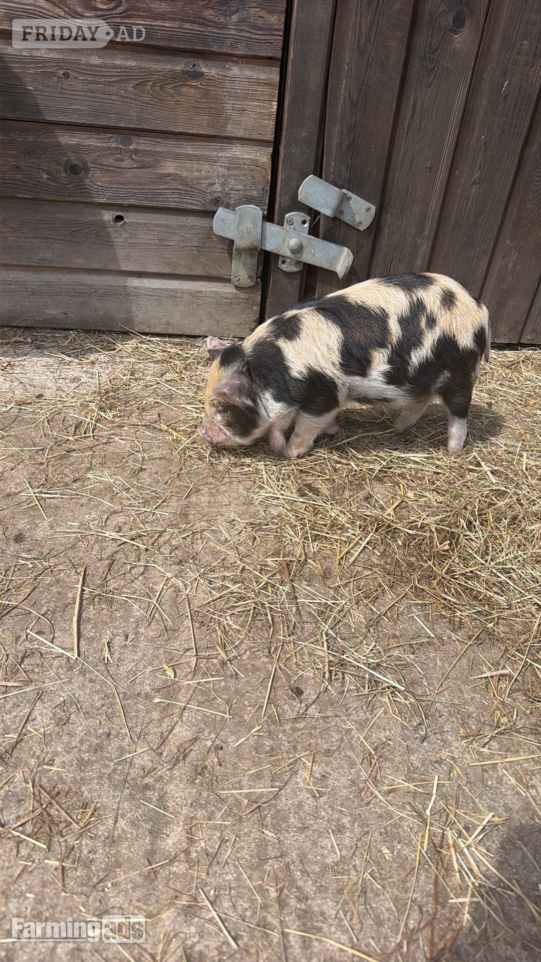Kune kunes piglets for sale 
