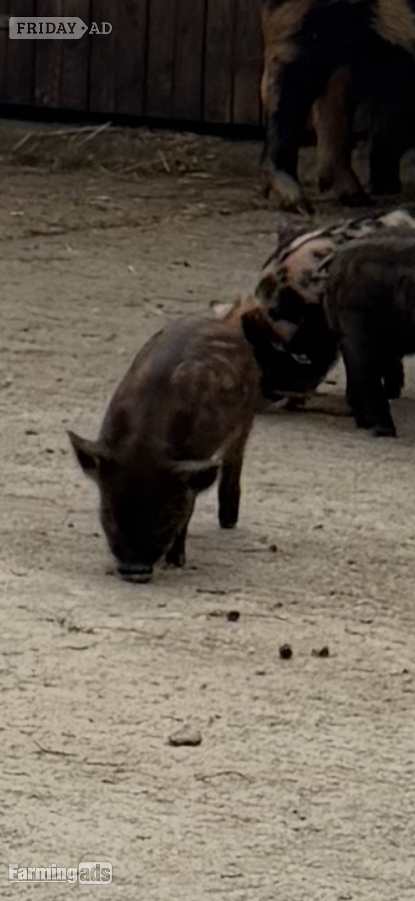 Stockport Kune kunes piglets for sale 