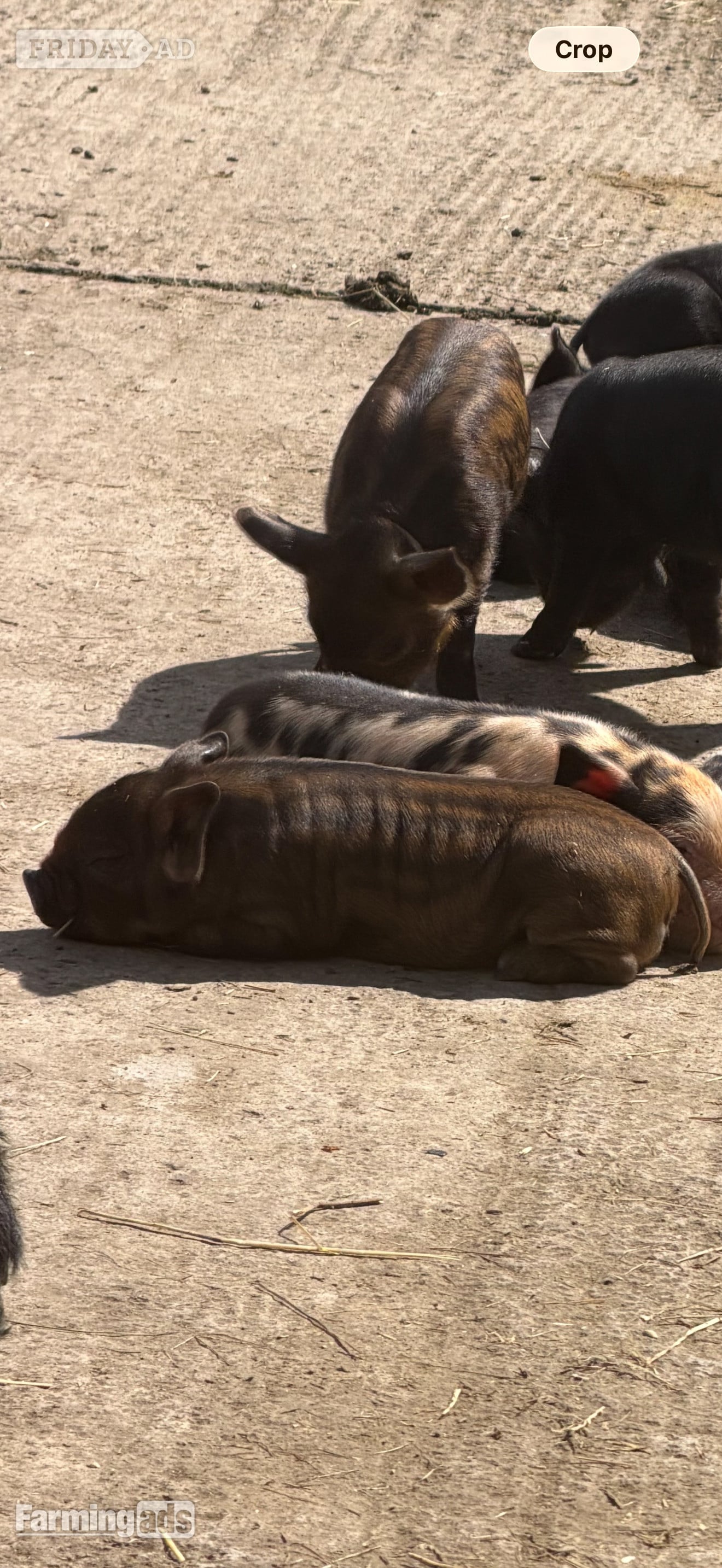 Kune kunes piglets for sale  - Livestock in Stockport