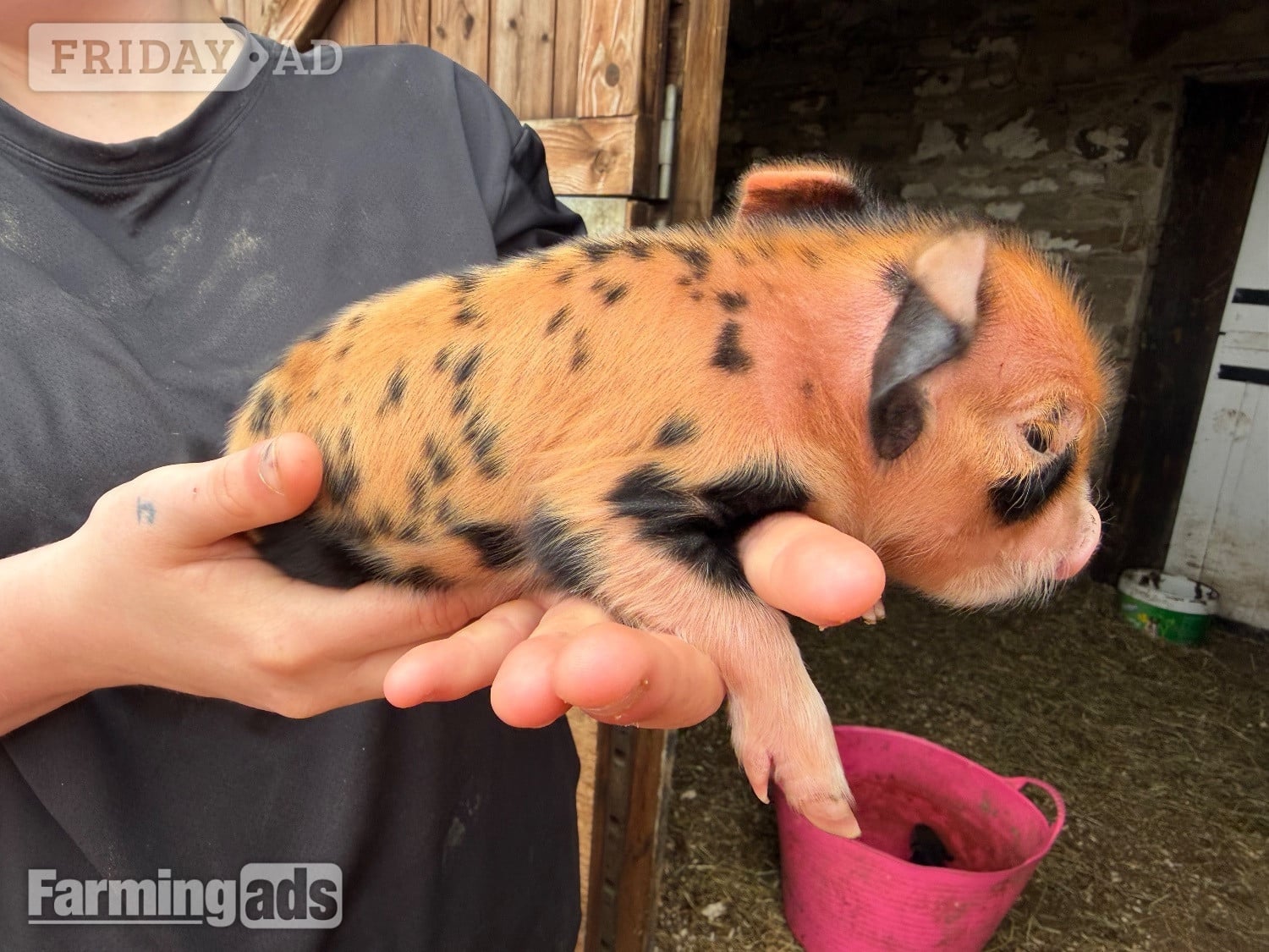 Kune kunes piglets for sale  - Livestock