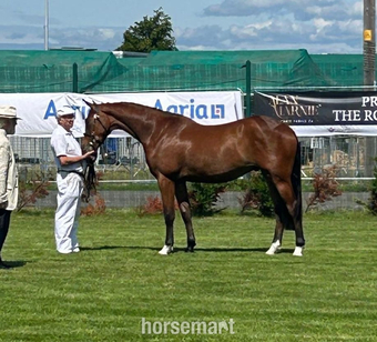 "Redwood Phoenix " Bay Gelding Youngstock / Foal