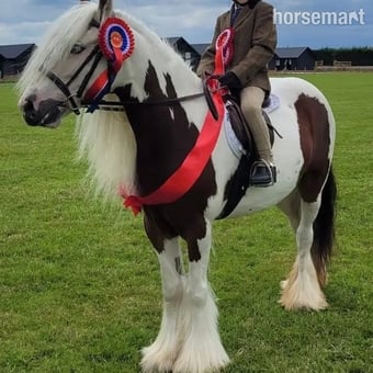 "Lunar" Tri-Coloured Mare All Rounder