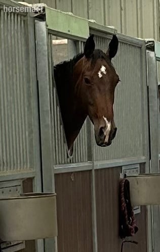 "Fabaroo" Bay Mare All Rounder