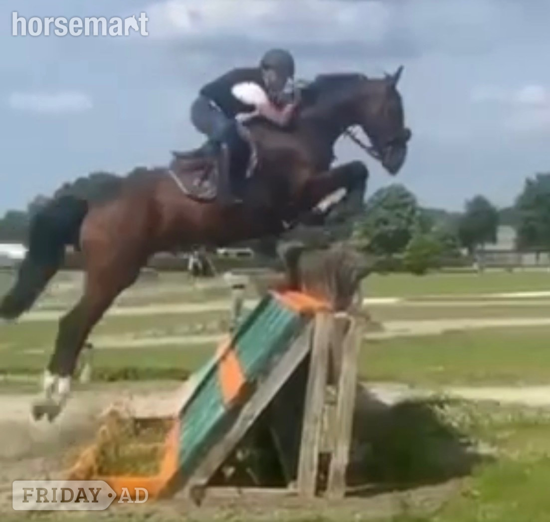 "Fabaroo" Bay Mare All Rounder -  in Winsford